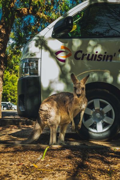 Känguru vor dem 4-Bett-Kompaktcamper Hitop von Cruisin Australien
